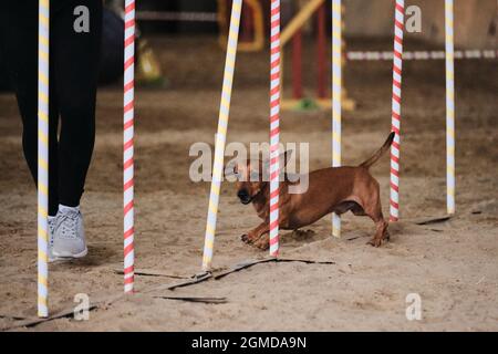 Agility competitions, sports with dog. Future winner and champion. Dwarf red smooth haired dachshund overcomes slalom with several vertical sticks sti Stock Photo