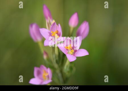 Lesser Centaury - Centaurium pulchellum Stock Photo