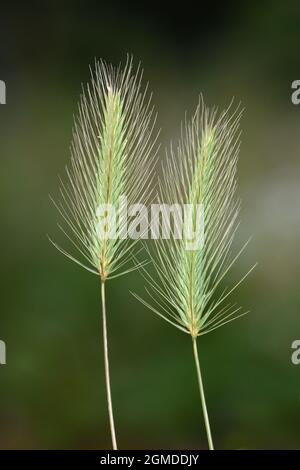 Sea Barley - Hordeum marinum Stock Photo
