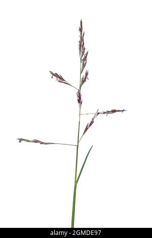Reflexed Saltmarsh Grass - Puccinellia distans Stock Photo