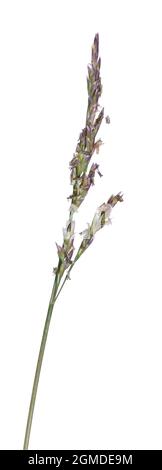 Common Saltmarsh Grass - Puccinellia maritima Stock Photo