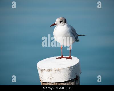 Black-headed Gull or chroicocephalus ridibundus on a Wooden Post at Lake Garda in Lombardy, Italy Stock Photo