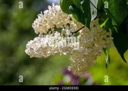 Blooming yellow lilac Primrose Syringa vulgaris in garden Stock Photo