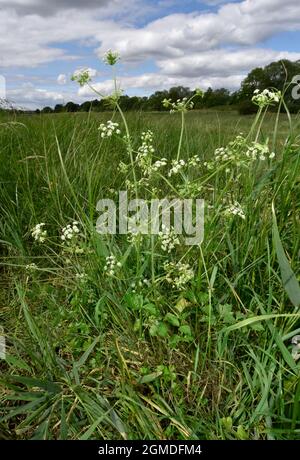 Wild Celery- Apium graveolens Stock Photo