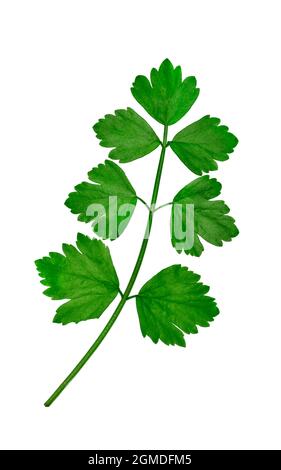 Wild Celery - Apium graveolens Stock Photo