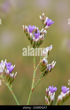 Rock Sea-lavender - Limonium binervosum subpecies anglicum Stock Photo
