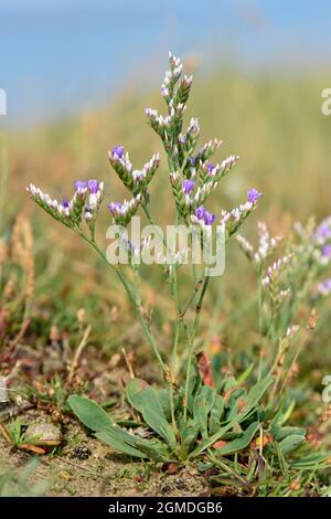 Rock Sea-lavender - Limonium binervosum subpecies anglicum Stock Photo