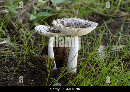Amanita vaginata, Isehara City, Kanagawa Prefecture, Japan Stock Photo