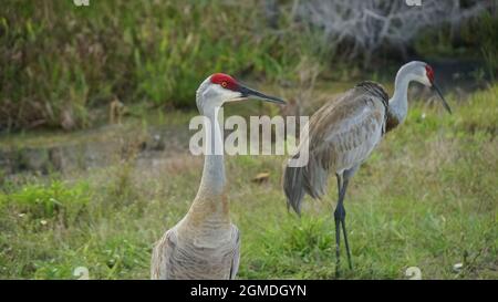 Antigone canadensis AKA Sandhill Cranes walking together in the swamp Stock Photo