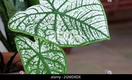 Closeup of two leaves of Caladium bicolor, called Heart of Jesus, in white and green pattern. Stock Photo