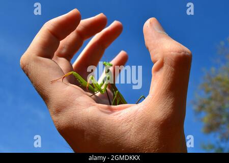 Praying Mantis As a Pet on Human Hand Stock Photo