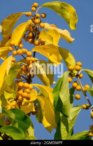 Celastrus scandens, autumn berries fruits American bittersweet Stock Photo