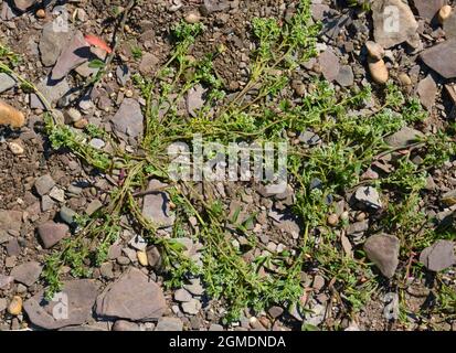 Strapwort - Corrigiola litoralis Stock Photo