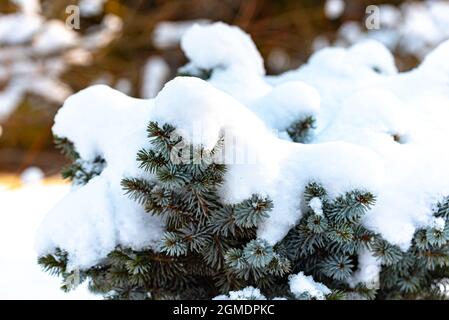 Winter in the forest and fresh white snow on green branches. Spruce twigs under the snow. Coniferous tree covered with white fluff. Snowfall. Stock Photo