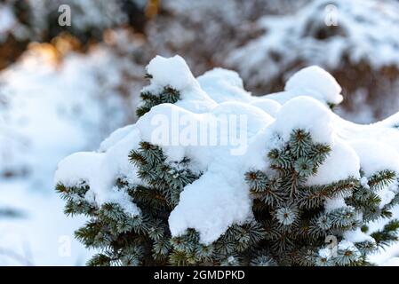 Winter in the forest and fresh white snow on green branches. Spruce twigs under the snow. Coniferous tree covered with white fluff. Snowfall. Stock Photo