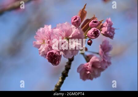 Beautiful closeup view of delicate spring pink cherry (Prunus Shogetsu Oku Miyako) blossom flowering tree branch against blue sky on university campus Stock Photo