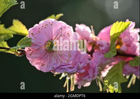 Macro view of delicate spring pink flowering almond tree (Prunus triloba 'Multiplex') blossoms on tree branch against blurred green background Stock Photo