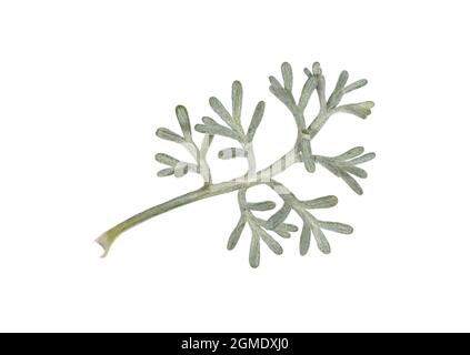 Sea Wormwood - Artemisia maritima Stock Photo