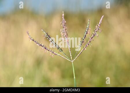 Bermuda-grass - Cynodon dactylon Stock Photo