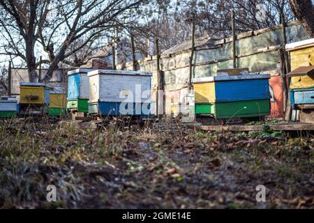 Preparing bees for wintering. Hives on apiary in December in Europe ...