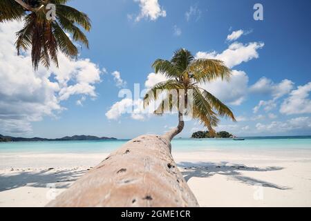 Palm tree on white sand beach. Idyllic day in tropical travel destination. Praslin Island, Seychelles. Stock Photo