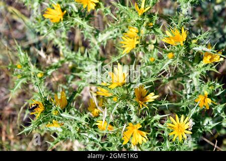 Greece, common golden thistle aka Spanish oyster thistle, known for medicinal and culinary uses in salad and soups Stock Photo