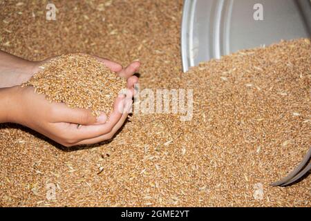 Grain in the hands of a farmer close-up. He holds the grain in the palms of his hands. Stock Photo