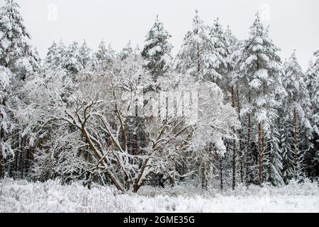 Winter landscape. Snow-covered trees. Coniferous forest shrouded in winter snow Stock Photo
