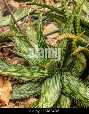 kissen aloe vera Kopfkissen Kissen Aloevera 2er Pack 40x80cm – aboutyourhome