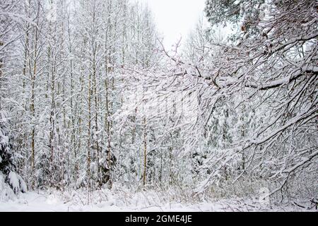 Branches of trees and bushes in the snow. Winter landscape. Snowdrifts with bliss on branches and trees. Winter nature in the forest. Stock Photo