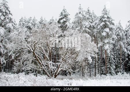 Winter landscape. Snow-covered trees. Coniferous forest shrouded in winter snow Stock Photo