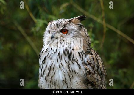 Siberian eagle owl in close up Stock Photo