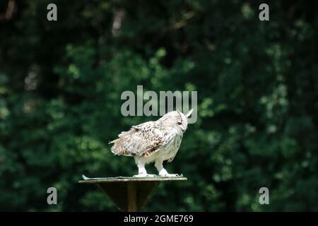 Siberian eagle owl at a bird show in Poing, Bavaria, Germany Stock Photo