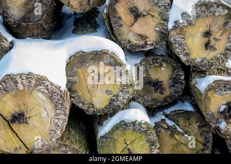 Closeup of a pile of tree logs are stacked and covered with snow. Cold Winter season. Stock Photo