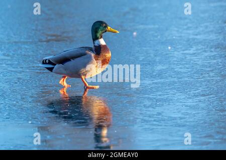A male mallard dabling duck, Anas platyrhynchos, standing on ice proud pose. Stock Photo