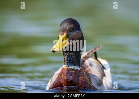 A male mallard dabling duck, Anas platyrhynchos, swimming towards the camera. Stock Photo