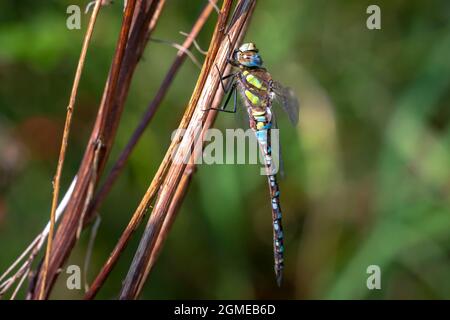Closeup of a migrant hawker Aeshna mixta resting under leaves in a tree in a forest on a sunny day. Stock Photo
