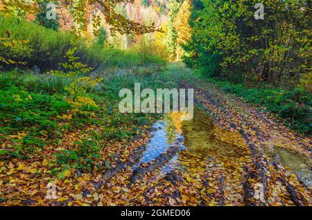 Dirt road in the autumn forest with puddles after rain Stock Photo