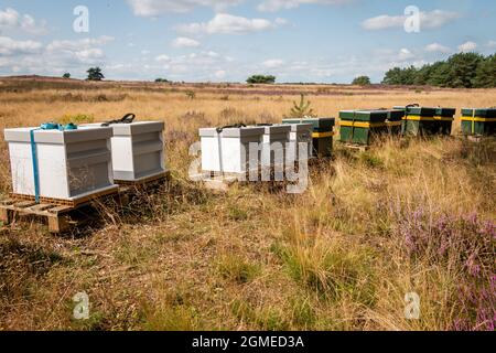 Beehives on the purple blooming moors in the national park 'the Hoge Veluwe' that produce Veluwe Heather honey Stock Photo