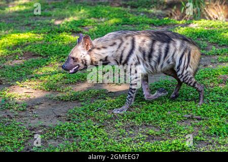 A striped hyena roaming in a field Stock Photo