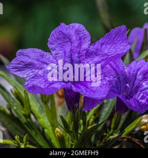 Ruellia Simplex purple color flower in the Garden Stock Photo