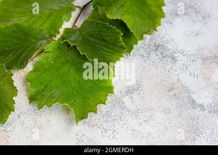 Green leaves of hazelnuts on a light background. Backgrounds and textures. Copy space Stock Photo