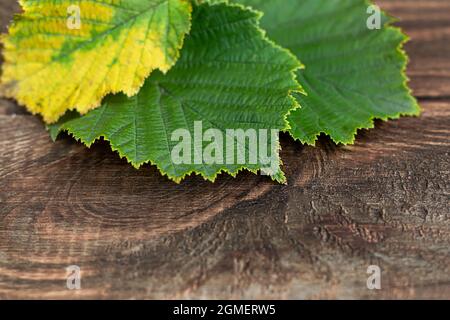 Green leaves of hazelnuts on a wooden background. Backgrounds and textures. Copy space Stock Photo