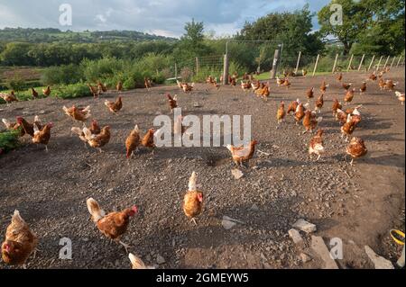 Free range chicken egg farm Stock Photo