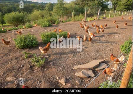 Free range chicken egg farm Stock Photo