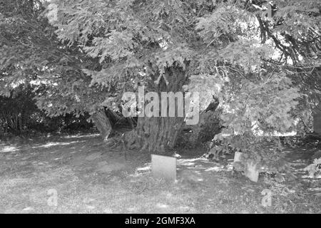 The church yard of St Digain's parish church in Llangernyw is the site of an ancient yew tree which is the oldest living tree in Wales Stock Photo