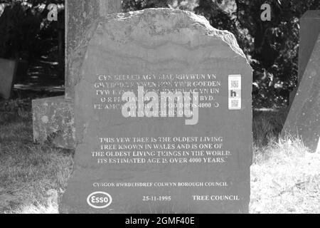 The church yard of St Digain's parish church in Llangernyw is the site of an ancient yew tree which is the oldest living tree in Wales Stock Photo