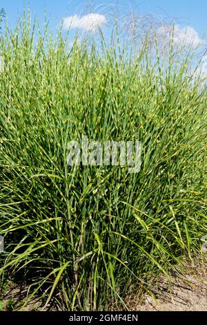 Miscanthus sinensis Zebra grass Miscanthus 'Strictus' Silver grass Ornamental grasses Stock Photo