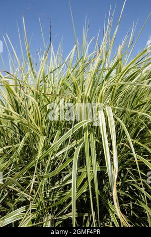 Zebra grass Miscanthus sinensis 'Cabaret' Ornamental Grasses clump Stock Photo