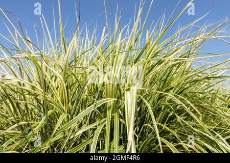 Zebra grass Miscanthus sinensis Ornamental,Grasses clump Stock Photo